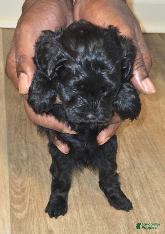Shihpoo dogs Shihpoo 3 - Ad 14