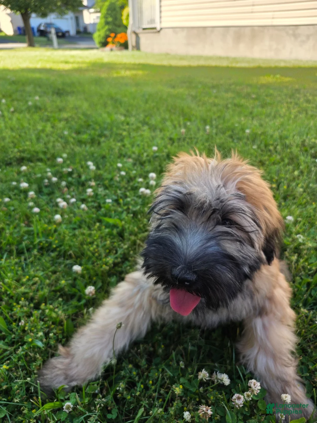 Soft Coated Wheaten Terrier dogs for sale: Teddy  - Ad 1