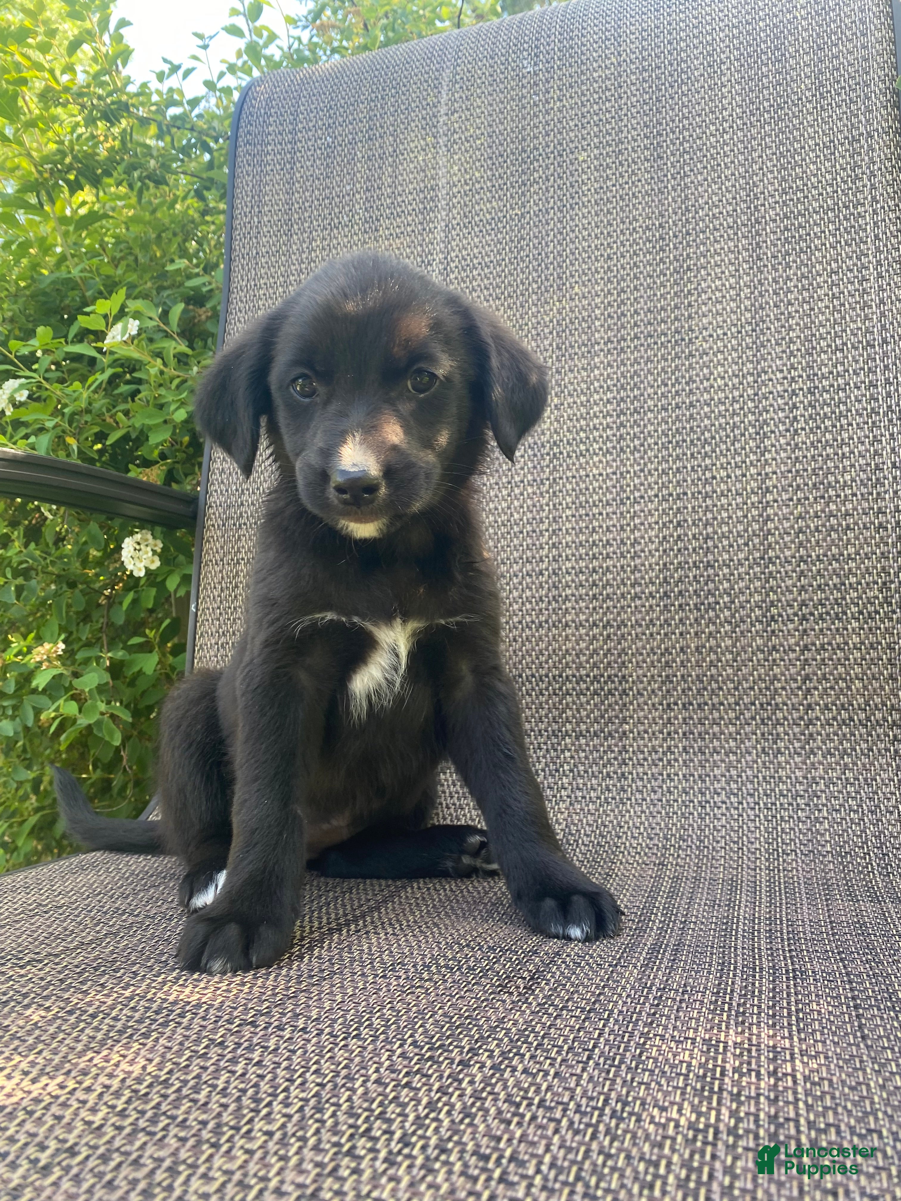 Mixed Breed dogs Penny - Ad 1