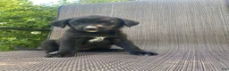 Mixed Breed dogs for sale: Penny - Ad 1