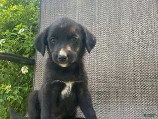 Mixed Breed dogs for sale: Penny - Ad 2