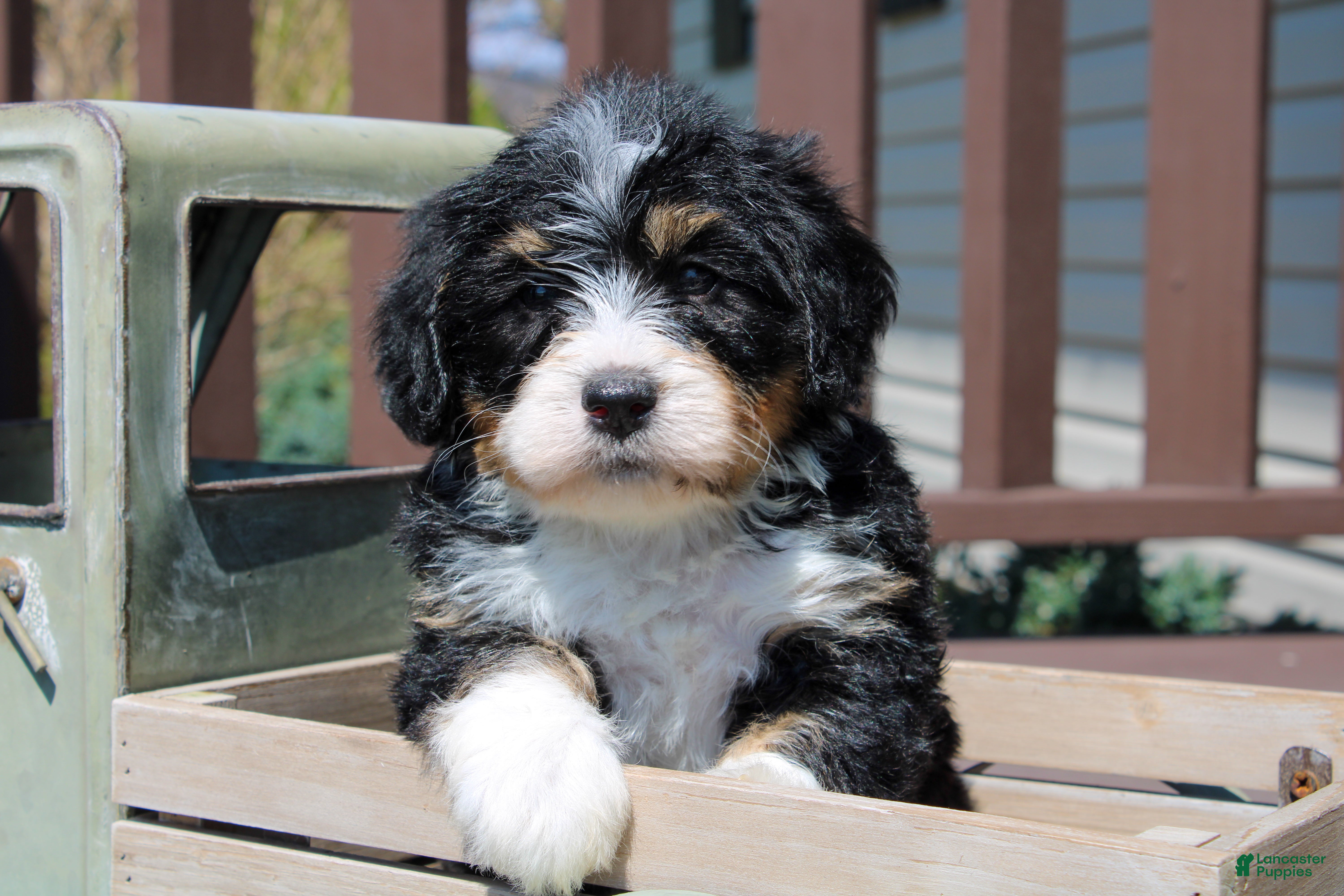 Mini Bernedoodle dogs Phoenix  - Ad 2