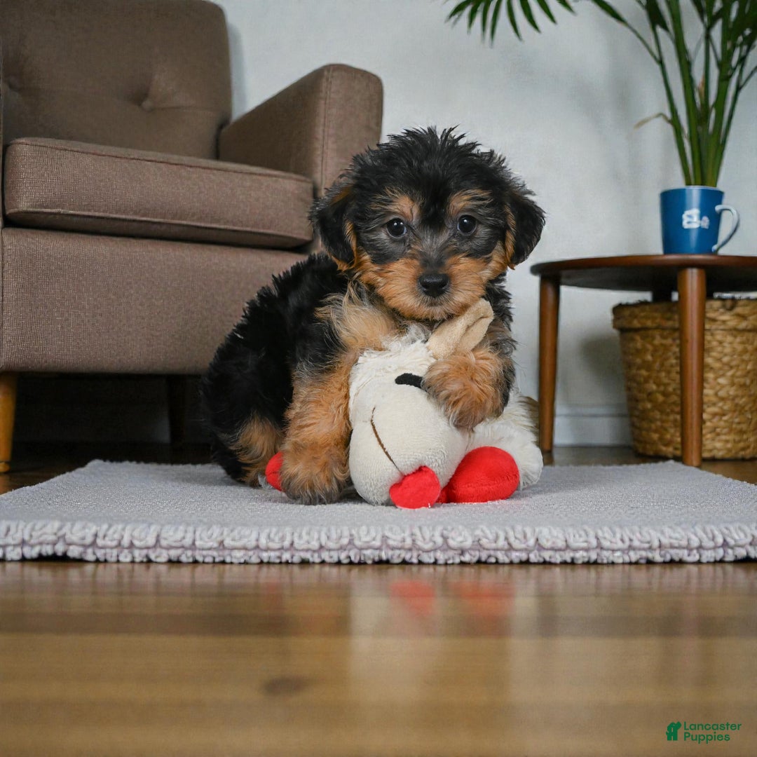 Yorkshire Terrier dogs for sale: GUS - Ad 2