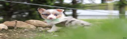 Welsh Corgi Pembroke dogs for sale: Frankie - Ad 4