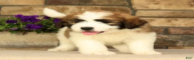 Tex