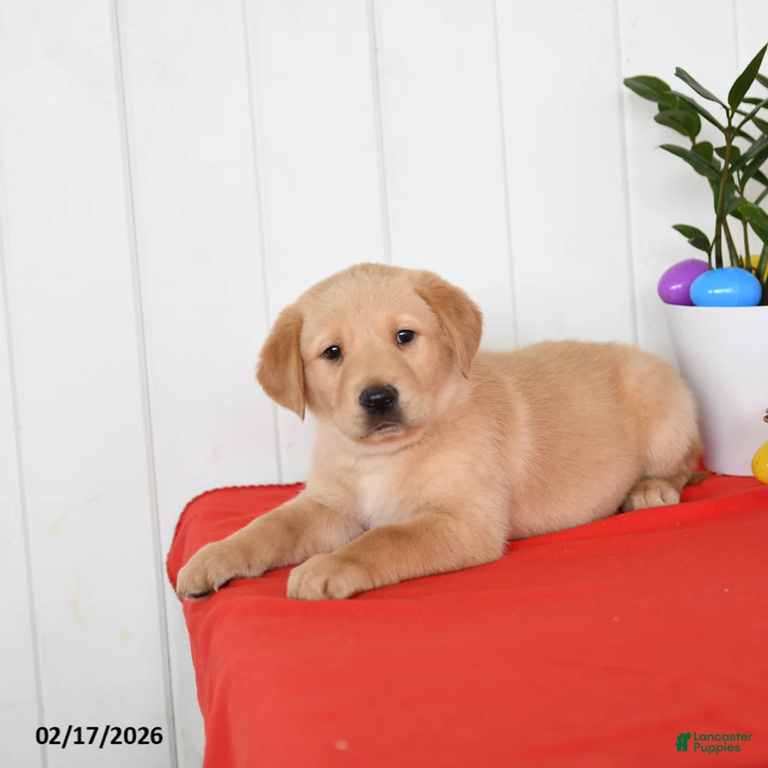 Goldador dogs for sale: Koda - Ad 4