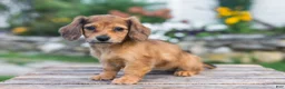 Miniature Dachshund dogs for sale: Honey - Ad 7