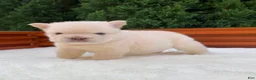 French Bulldog dogs for sale: Smokey the Bear - Ad 15