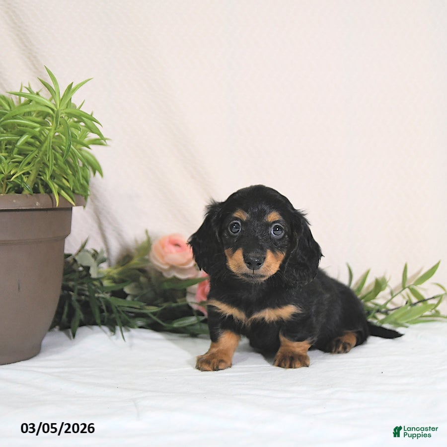 Miniature Dachshund dogs Ember - Ad 1