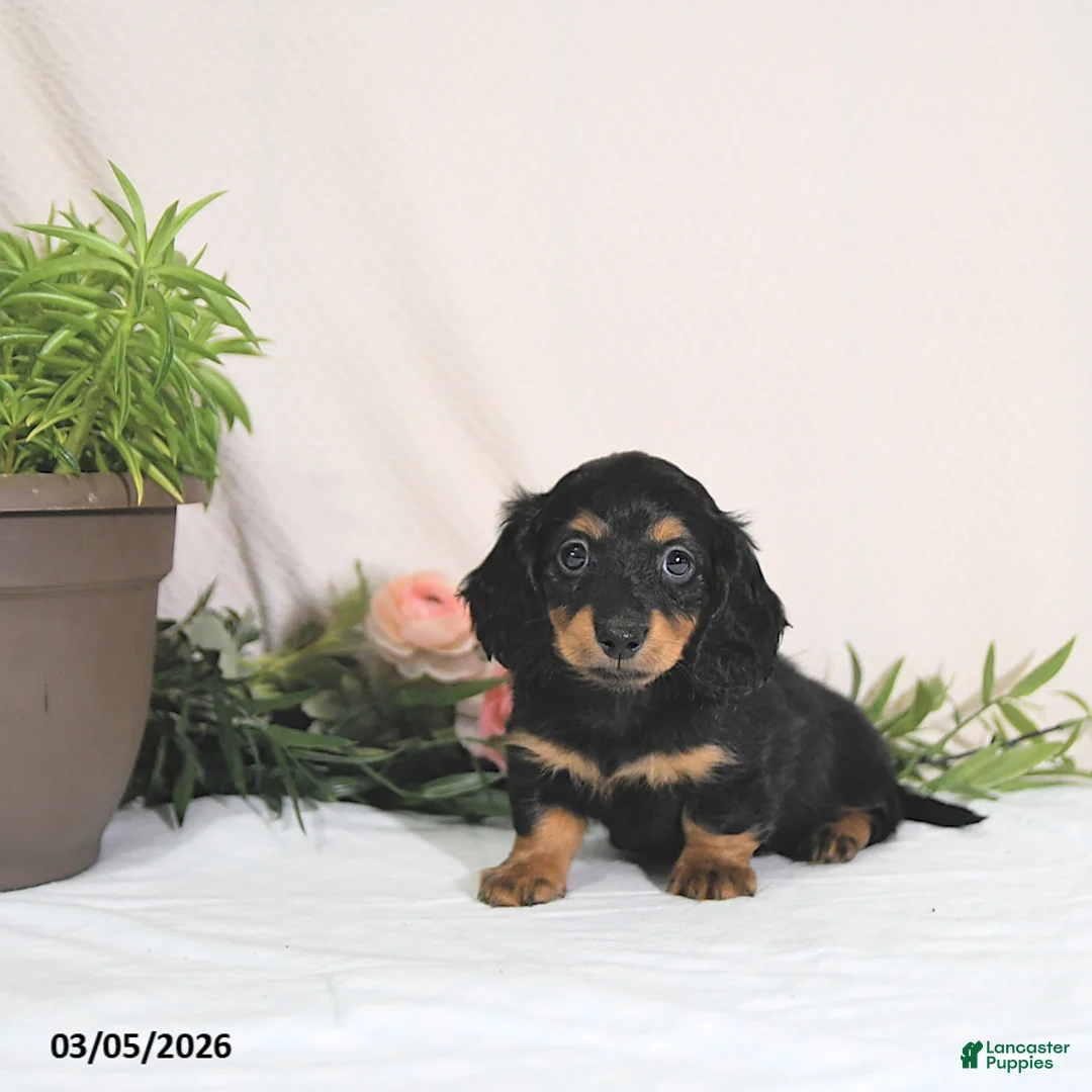 Miniature Dachshund dogs for sale: Ember - Ad 1
