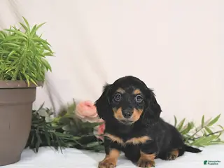 Miniature Dachshund dogs for sale: Ember - Ad 2