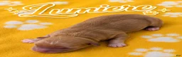 Corgipoo dogs for sale: Corgipoo 1. Gaston - Ad 3