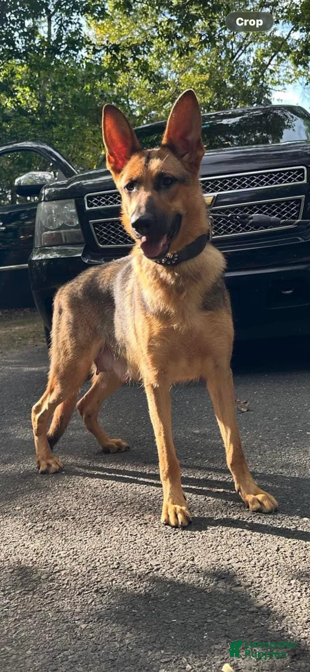 German Shepherd dogs for sale: German Shepherd Puppy 1 - Ad 8