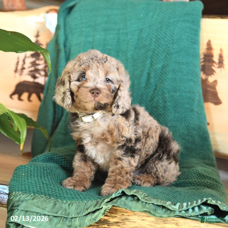 Cockapoo dogs Minnie - Ad 1