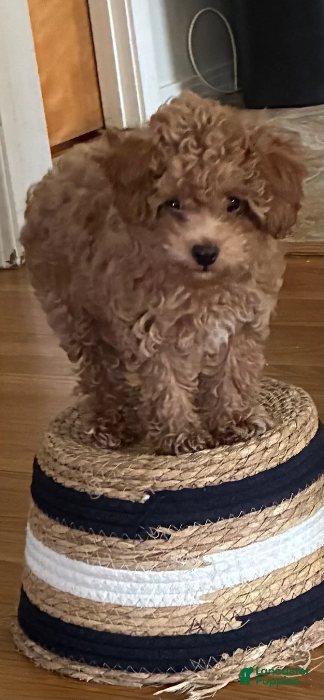 Toy Poodle dogs for sale: Toy Poodle 1 - Ad 1