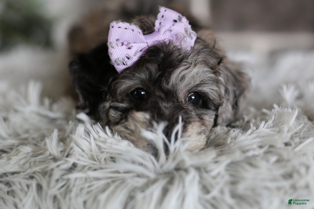 Miniature Poodle dogs for sale: Evie - Ad 3