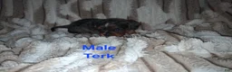 Cavalier King Charles Spaniel dogs for sale: Terk - Ad 3