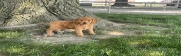 Mini Goldendoodle dogs for sale: Milie Mini Goldendoodle  - Ad 7