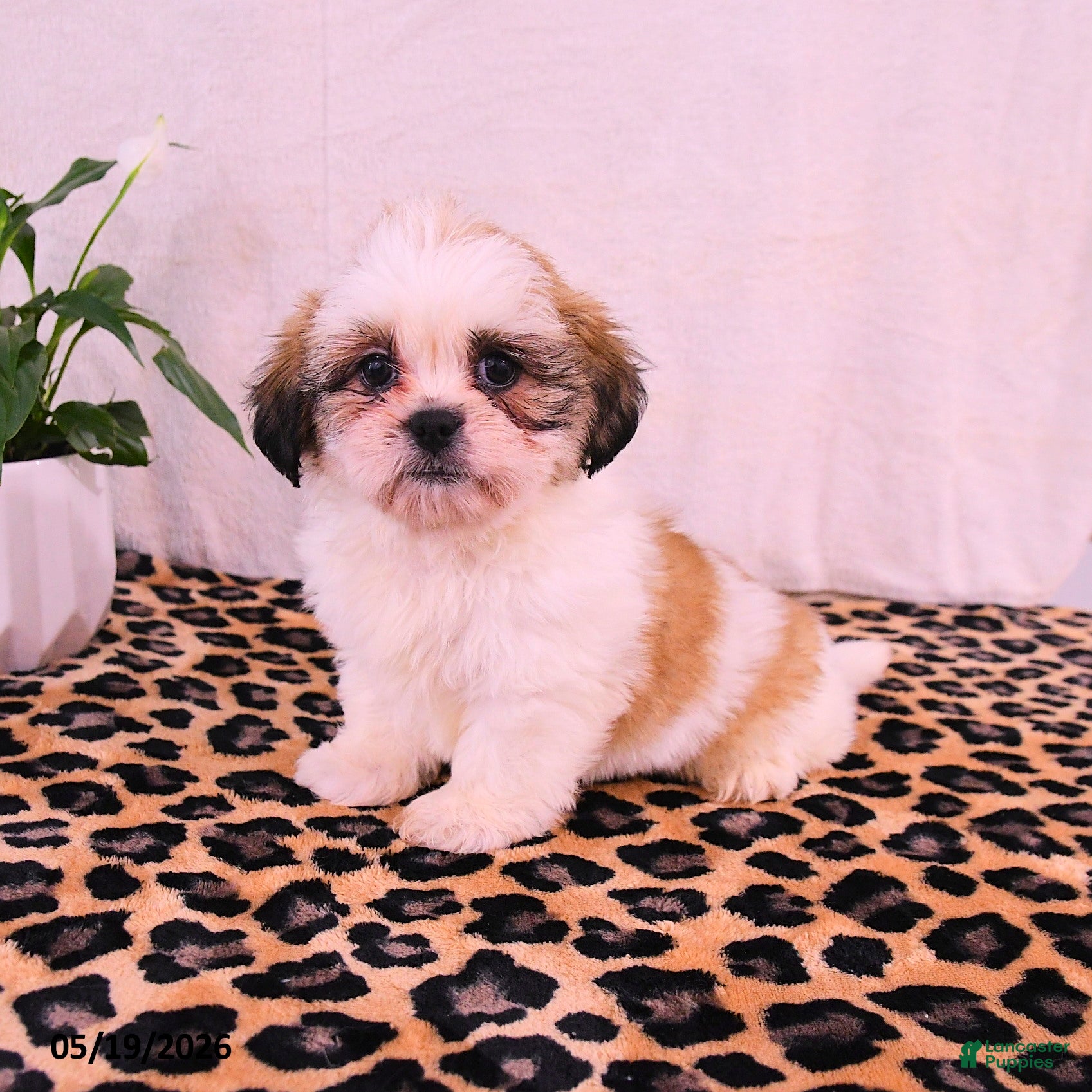 Shih Tzu dogs Jake - Ad 1