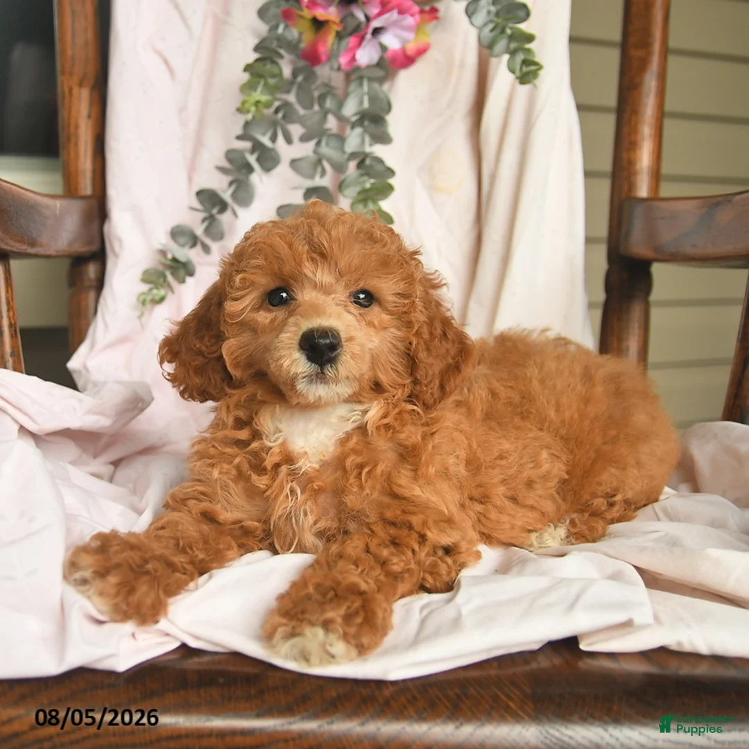 Miniature Poodle dogs for sale: Jessica  - Ad 2