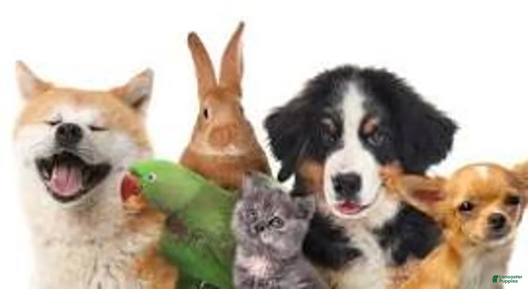 Airedale Terrier dogs for sale: John - Ad 7