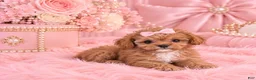 Cavapoo dogs for sale: Mini Cavapoo 1 - Ad 1