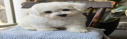 Bichon Frise dogs for sale: Jeffrey - Ad 14