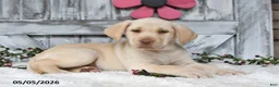 Labrador Retriever dogs for sale: Felicity - Ad 5