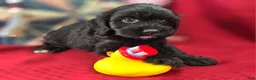 Cavapoo dogs for sale: Trigger - Ad 14