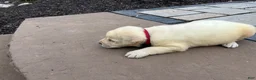 Labrador Retriever dogs for sale: Oscar - Ad 3
