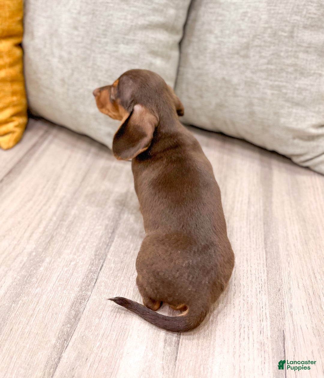 Miniature Dachshund dogs for sale: Oliver - Ad 5