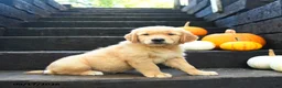 Golden Retriever dogs for sale: Pecan - Ad 2