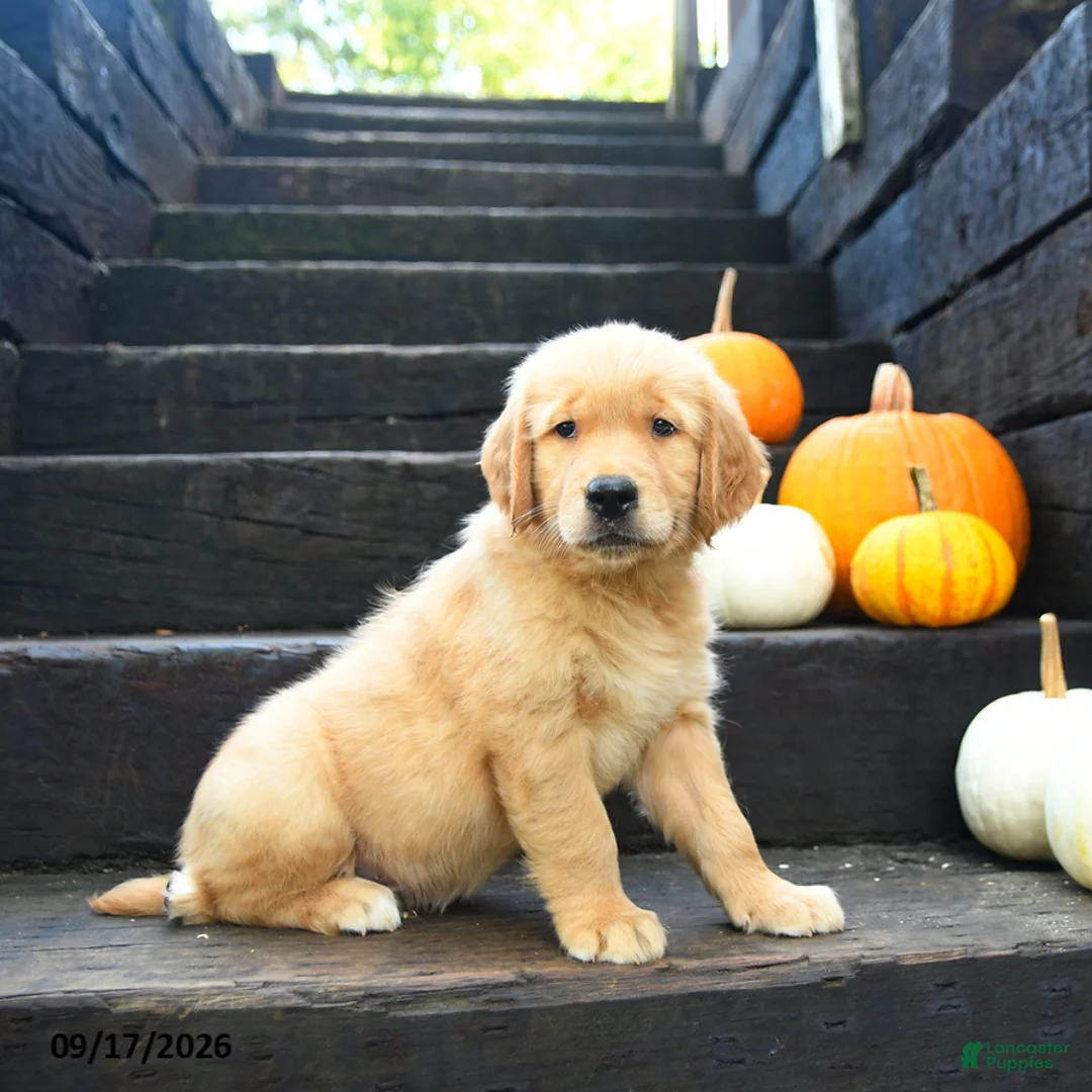 Golden Retriever dogs for sale: Pecan - Ad 2