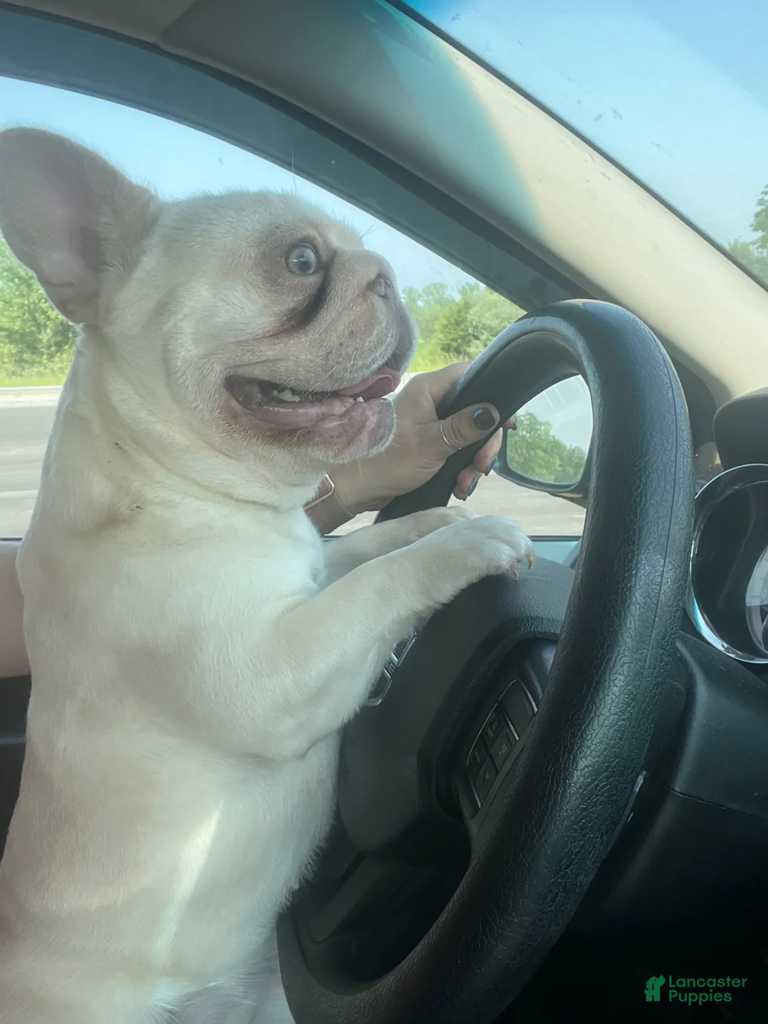 Gallery Image {{count}}