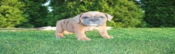 English Bulldog dogs for sale: Debbi - Ad 7