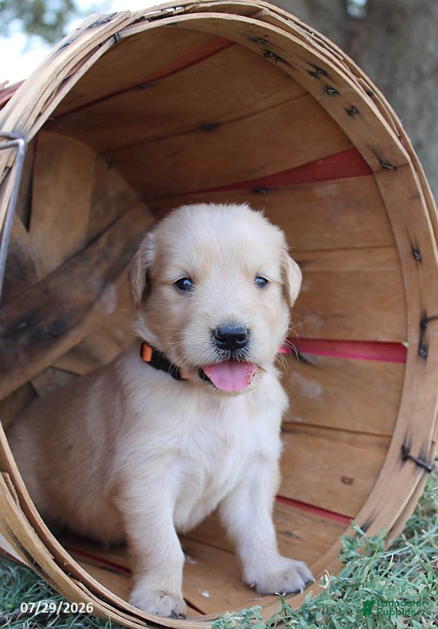 Golden Retriever dogs Jasper - Ad 30