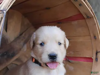 Golden Retriever dogs Jasper - Ad 30