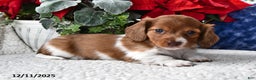 Miniature Dachshund dogs for sale: Rover - Ad 1