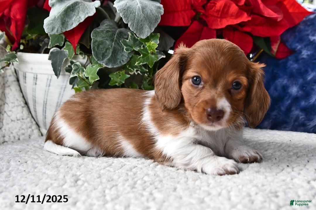 Miniature Dachshund dogs for sale: Rover - Ad 1