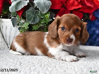 Miniature Dachshund dogs Rover - Ad 38