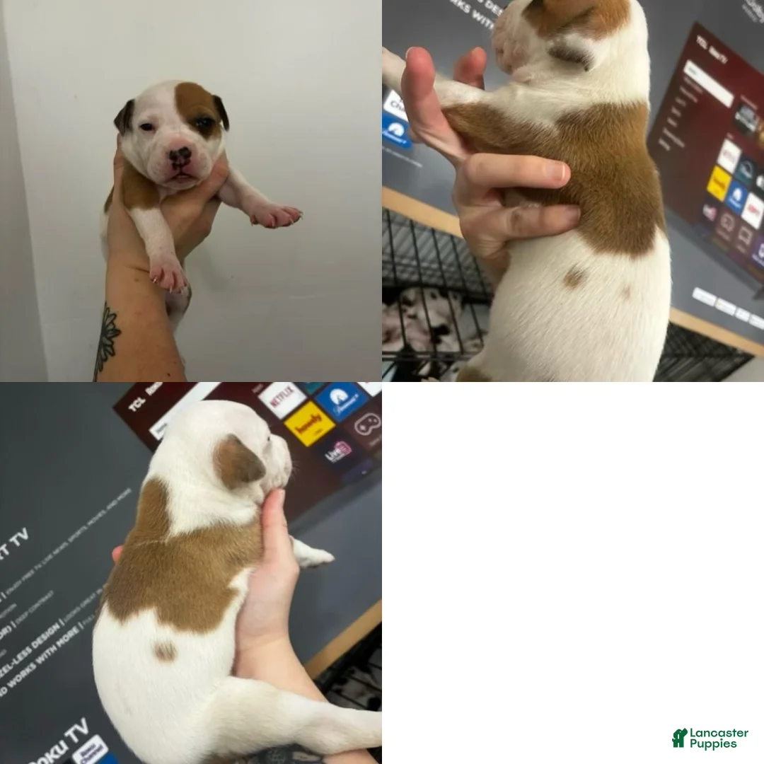 American Staffordshire Terrier dogs for sale: American Staffordshire Terrier 7 - Ad 2