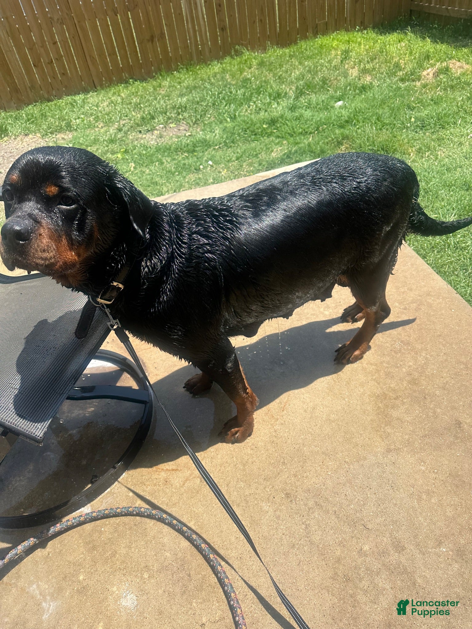 Rottweiler dogs Rottweiler 1 - Ad 2
