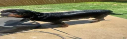 Rottweiler dogs for sale: Rottweiler 2 - Ad 5