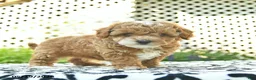 Toy Poodle dogs for sale: Buttercup  - Ad 3