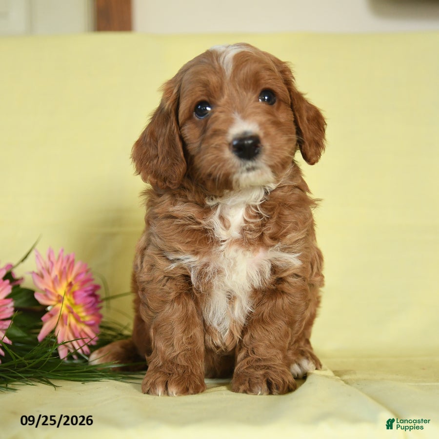 Mini Goldendoodle dogs Winston - Ad 1