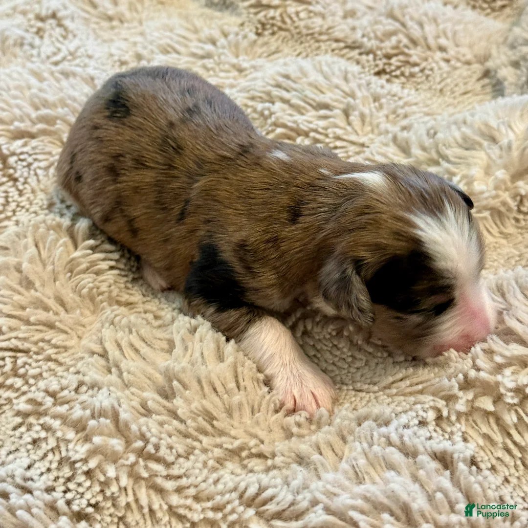 Bernedoodle dogs for sale: Treat - Ad 2