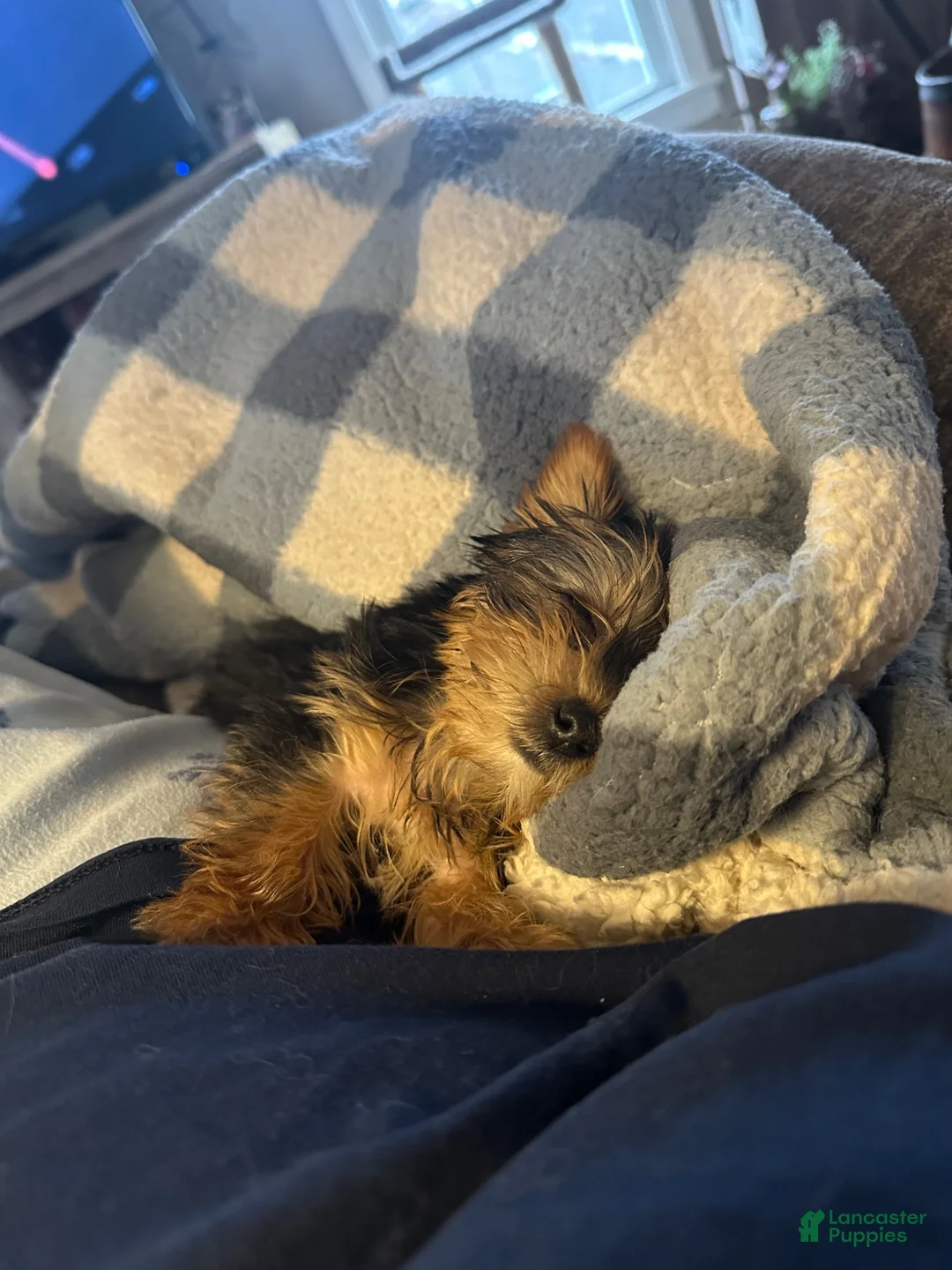 Yorkshire Terrier dogs for sale: Yorkshire Terrier 2 - Ad 7