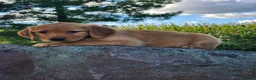 Golden Retriever dogs for sale: Charity - Ad 5