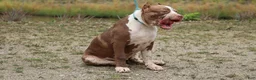 American Bully dogs for sale: Polaris - Ad 13