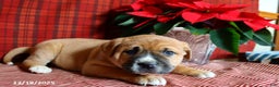 Mixed Breed dogs for sale: Max - Ad 4